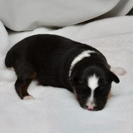 Birdie - Black tri female Toy Australian Shepherd puppy in Bly, Oregon from Apacheblus Toy Aussies