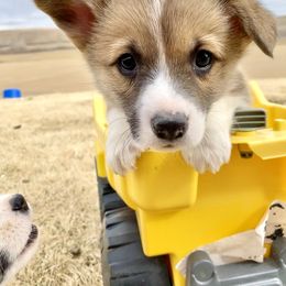 Pembroke Welsh Corgi Puppies from Davies Ranch Pembroke Welsh Corgis