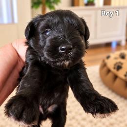Sweet Pup's Midnight Fudge - Black male Miniature Schnauzer puppy in North Zulch, Texas from Sweet Pup Schnauzers