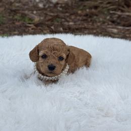 Berry Shortcake - Red  female Poodle puppy in Naples, Florida from Puppies Forever 💙❤️🐶