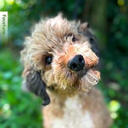 Lisa Marie - Cockapoo