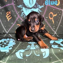 Blue - Black and rust male Doberman Pinscher puppy in Louisville, Kentucky from Ruiz Dobermans