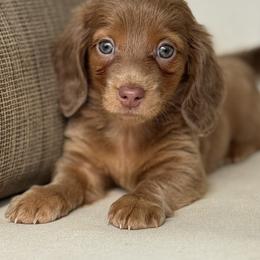 Praline - Fawn (isabella) and tan female Dachshund puppy in Bentonville, Arkansas from Boujee Buns Dachshunds