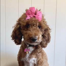 Calypso - Poodle