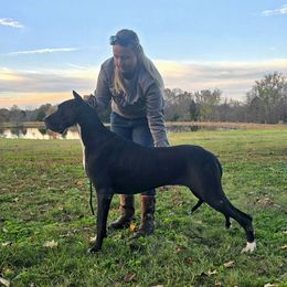 Yin - Great Dane