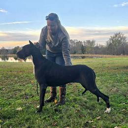 Yin - Great Dane