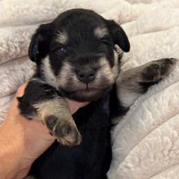 Sage (Red Collar) - Black and silver male Miniature Schnauzer puppy in Bullard, Texas from Black Gold Miniature Schnauzers