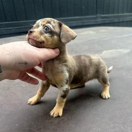Little Diamond - Merle female Chihuahua puppy in Alvord, Texas from Gift of Gods Favor