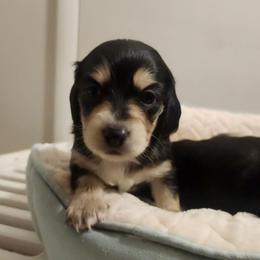 Naomi - Black and cream female Dachshund puppy in Strafford, Missouri from LL Weens