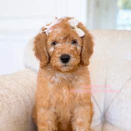 REMI PRICE REDUCED - Apricot female Goldendoodle puppy in Independence, Oregon from ANKENY DOODLES