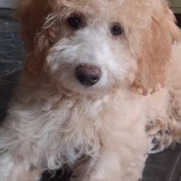Peaches and Cream mini - Cream female Goldendoodle puppy in Clermont, Florida from Sammy's Puppies