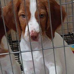 Purple collar - White and orange male Brittany puppy in Belleview, Florida from Gourley's Brittanys