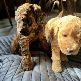 Poodle Puppies from Noelle Poodles