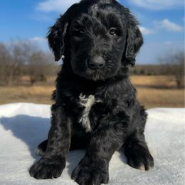 Clyde - Black male Goldendoodle puppy in Osage City, Kansas from Golden Ridge Goldens
