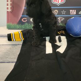 Labradoodle Puppies from Pawpaws Doodles