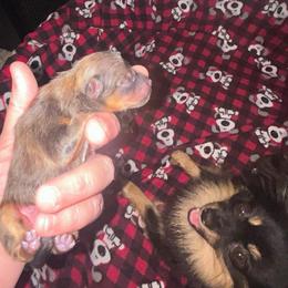 Navy Bean - Orange sable male Pomeranian puppy in Zavalla, Texas from Precious Puff Poms