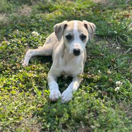 Kora - Fawn female Whippet puppy in Kings Mountain, North Carolina from WesAnn’s