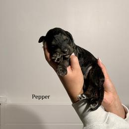 Pepper - Phantom female Bernedoodle puppy in Pennsylvania from Bells Bernedoodles