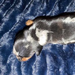 Silver - Dapple male Dachshund puppy in Tonopah, Arizona from Brandie's Dachshunds