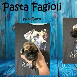 Pasta figioli - Fawn male Great Dane puppy in Medford, New York from Alchemy Danes
