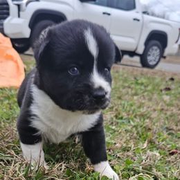 Aurora - Black and white female Pomsky puppy in La Vergne, Tennessee from Atencio Pomsky
