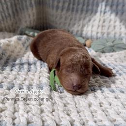Green Apple - Red  female Goldendoodle puppy in Phelan, California from High Desert Doodles - the original