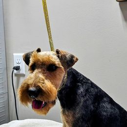 Maddie - Welsh Terrier