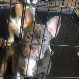 French Bulldog Puppies from Doe Ball Bullies. INC