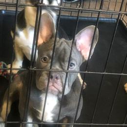 French Bulldog Puppies from Doe Ball Bullies. INC