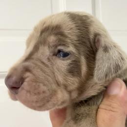 Nick Carraway - Merle male Great Dane puppy in Florida from Beachside Kennels