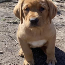 Labrador Retriever Puppies from Triple Threat Labradors