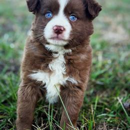 Boq - Red male Miniature American Shepherd puppy in Smithville, Arkansas from Cooper Creek Aussies