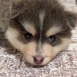 Dante - Male- 1 Blue 1 Gray Eye - Blue male Pomsky puppy in Hurleyville, New York from My Crazy Pomskys