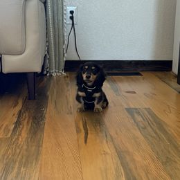 Timmy - Black and cream male Dachshund puppy in Peyton, Colorado from Dachshund Universe
