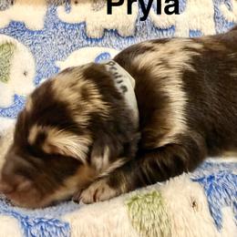 Pryia - Red merle female Australian Shepherd puppy in Az, Yuma, Arizona from The Southern Dog