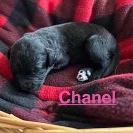 Chanel - Black and white female Bernedoodle puppy in Battle Creek, Michigan from T-Rose’s Bernedoodle & Pomsky Puppies