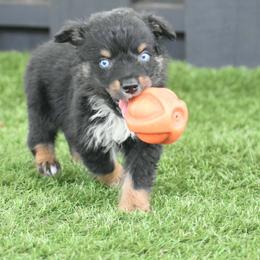 Tate - Black tri-color male Australian Shepherd puppy in Oak Hill, Florida from Swingin T Ranch LLC