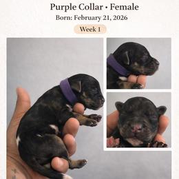 Virelle - Brindle female Poodle puppy in Corona, California from Garden Of Poodles