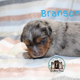 Branson - Blue merle male Australian Shepherd puppy in Crockett, Texas from Southern Paws Mini Aussies