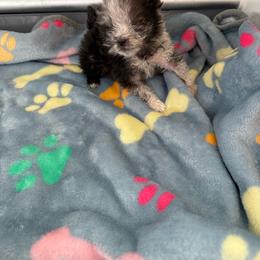 Girl 5 - Blue merle female Pomeranian puppy in Fort Jones, California from High Rocking Pom Poms