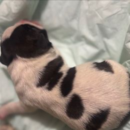 Girl 2 - Black and white female Boston Terrier puppy in Sunnyside, Washington from Boston Terriers