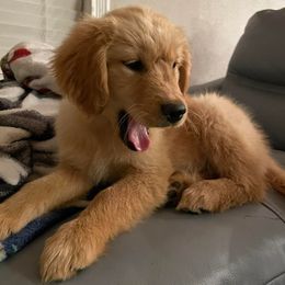 Golden Retriever Puppies from Burch Kate's Golden Retrievers