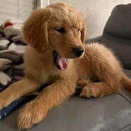 Golden Retriever Puppies from Burch Kate's Golden Retrievers