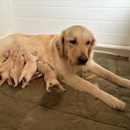 Teddy - Light golden male Golden Retriever puppy in Turner, Maine from Bear Pond Retrievers