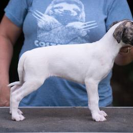 Brie - White and fawn brindle female Whippet puppy in Lenoir City, Tennessee from Equiss Whippets