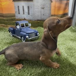 Shaded Red Wirehair Male - Red male Dachshund puppy in Killeen, Texas from Southern Dachshunds