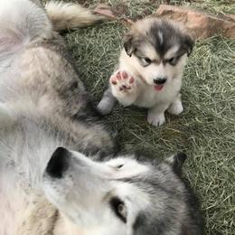 Alaskan Malamute Puppies from Ghost Dance Alaskan Malamutes