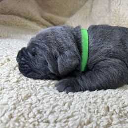 Green collar - Gray male Cane Corso puppy in Fairfield, California from Royal Class Kennels