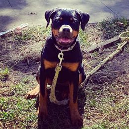 Rottweiler Puppies from Rott-Squad Kennels