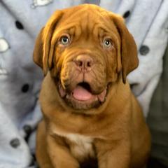 Mr. Green aka Hulk - Mahogany Dogue de Bordeaux puppy in Las Vegas, Nevada from Rogue Bordeaux